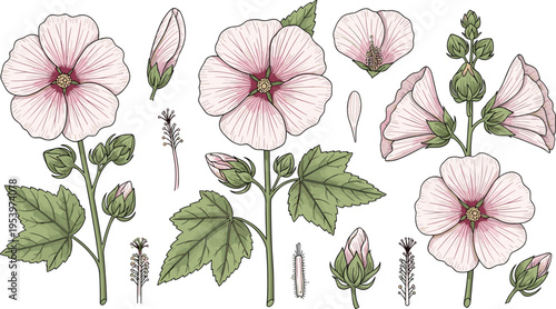 Hand drawn botanical flower collection with pink mallow blossoms, leaves, buds and stems in vintage engraving style vector illustration set