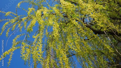Willows, sallows and osiers, of genus Salix, comprise many species and numerous hybrids of typically deciduous trees and shrubs. They are primarily found on moist soils in cold and temperate regions.