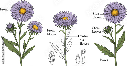 Aster flower anatomy vector illustration with labeled parts stem leaves bloom structure and botanical educational diagram design