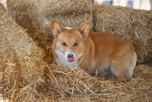 Brown and white corgi licking his lips after finding a rat