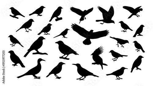 A collection of black bird silhouettes on a white background