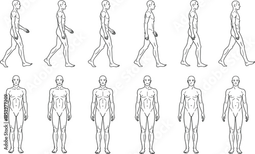 Male body template vector collection showing walking cycle animation frames and front view anatomical character proportions for fashion design and digital art.