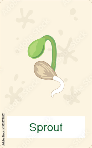 Plant sprout growth stage. Educational flashcard with seedling germinating from seed for kids vector illustration