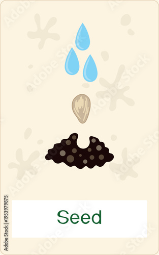 Orange tree seed growth stage. Educational flashcard with seed, soil and water drops for kids vector illustration
