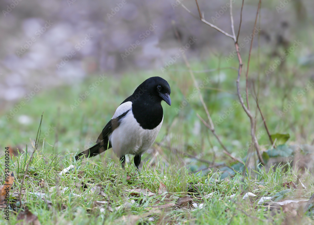 Obraz premium Adult Eurasian Magpie (Pica pica) standing on the ground among dry grass and green sprouts, showing its long tail.