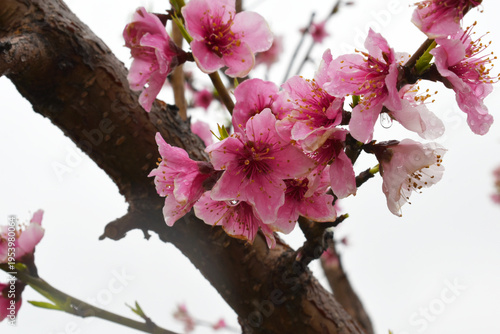 Beautiful Pink Peach Blossoms in a Garden, Pink Peach Flowers Blooming on Peach Tree, Beautiful peach flowers close up - as background, Flowering branch of fruit flower closeup