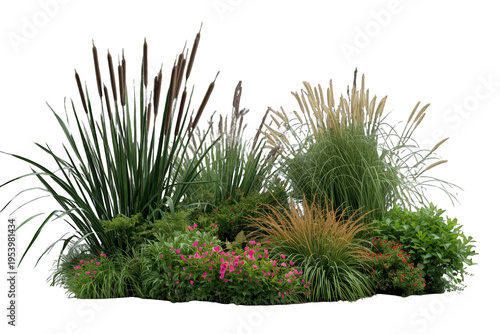 Various ornamental plants and flowering shrubs creating a garden bed for landscaping and outdoor design, transparent background