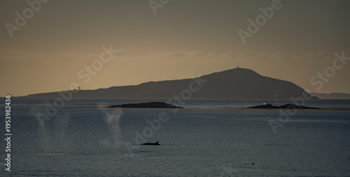 Tableau sur toile Water spouts from Slei Whales - Crusing the Beagle Channel between Chile and Arg
