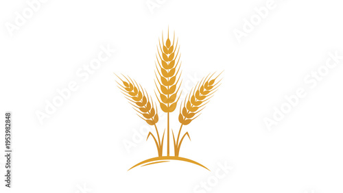 Three golden ears of wheat tied together representing harvest, growth, and agricultural success on a plain white background.