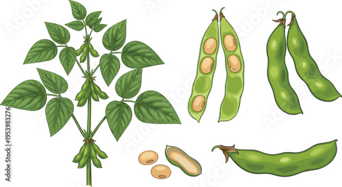 Soybean plant and pods collection with leaves seeds and green beans agricultural crop botanical vector illustration set