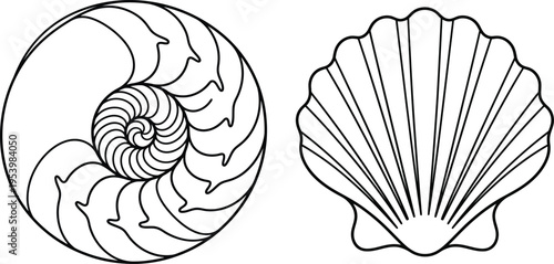 Nautilus Shell illustration outline isolated on white background