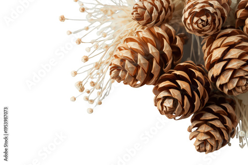 Decorative pinecones and dried natural elements with transparent background, winter holiday design object