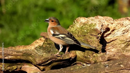 A Eurasian Chaffinch (Fringilla coelebs), specifically a male in its breeding plumage