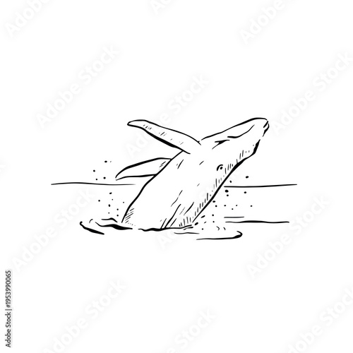 Whale illustration of a whale breaching out of the sea.