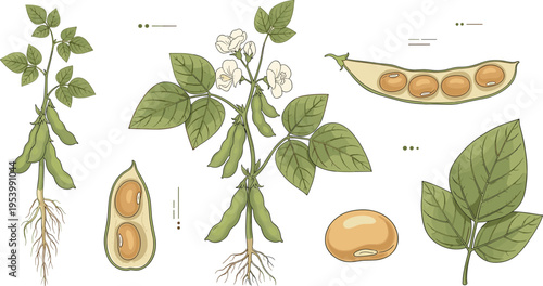 Soybean plant detailed botanical set with roots leaves pods and seeds agricultural crop illustration vector collection