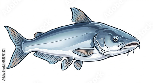 Fresh Pangasius Patin Fish Vector Illustration Isolated