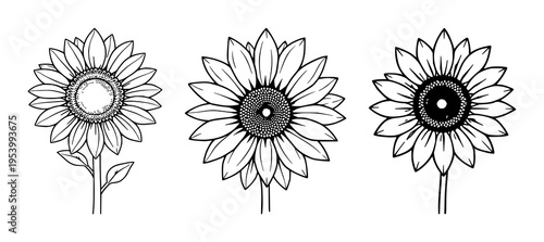Sunflower set with blooming icon design featuring warm orange petals, bright yellow center, stylized leaves with simple line art with vector graphics and illustration