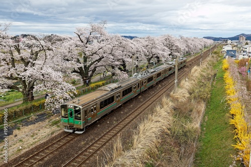 Wallpaper Mural A local train (fast moving and blurred) dashing on the JR Tohoku Main Line under a long row of cherry blossom trees (Sakura Namiki; Hitome Senbonzakura) by Shiroishi River, in Shibata, Miyagi, Japan Torontodigital.ca
