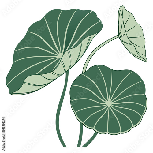 Nature Lotus Illustration for Floral and Garden Themes Vector

