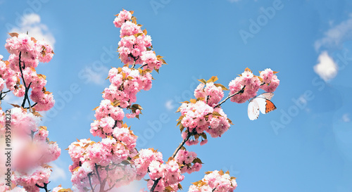 Branch of blossoming sakura cherry on spring background, butterfly in spring on nature outdoors.