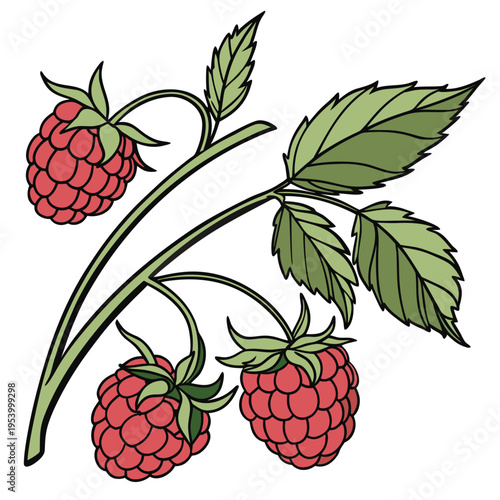 Ripe Red Raspberry Plant Illustration Vector


