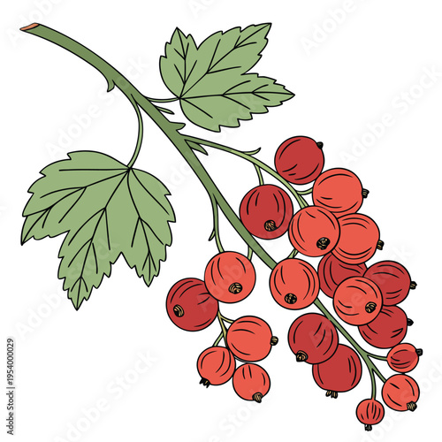 Redcurrant Berries Branch Illustration Vector

