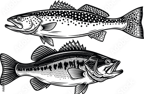 Bass and trout fish vector illustrations, black and white freshwater fishing silhouettes, hand drawn aquatic animals, nautical design elements, icons.