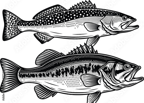 Bass and trout fish vector illustrations, black and white freshwater fishing silhouettes, hand drawn aquatic animals, nautical design elements, marine icons.