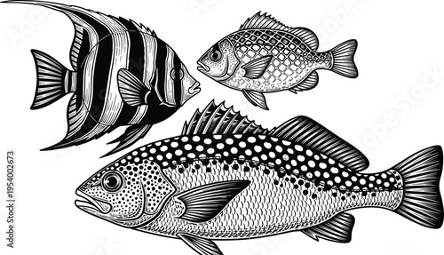 Engraved vintage fish collection, hand drawn tropical sea fish set, monochrome aquatic life vector, isolated ocean animal illustrations, marine sketches