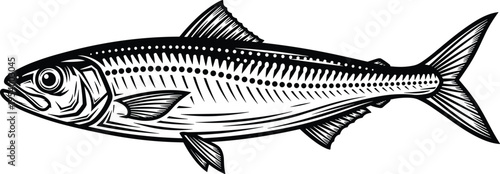 Sardine or herring fish vector illustration, black and white sea life silhouette, hand drawn aquatic animal, nautical design element, icon, ocean.