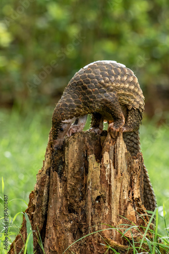Sunda pangolin (Manis javanica) is native to Southeast Asia including Indonesia (Java, Sumatra, and Borneo).