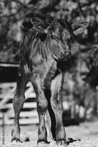 Cute little calf cow closeup on farm in black and white, vertical view.