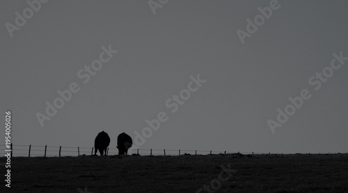 Pair of cows shows two farm animals grazing in expansive Texas ranch pasture as silhouette in black and white. Copy space on background for beef agriculture industry.