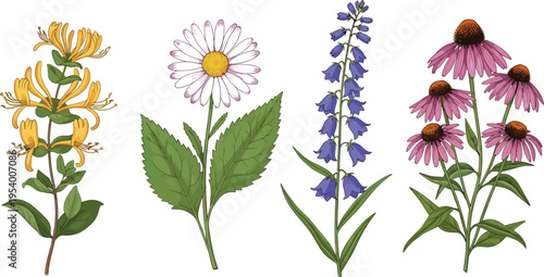 Botanical Illustration Set Featuring Yellow Honeysuckle White Daisy Blue Bellflowers and Pink Echinacea Coneflowers Isolated on Plain White Background for Floral Design Projects.
