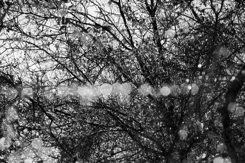 Winter woods in Texas landscape with ice bokeh on trees in black and white.