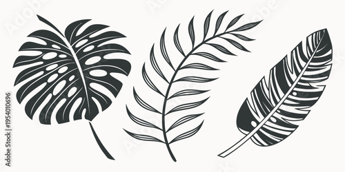 Three distinct types of leaves showcasing nature's diverse botanical beauty