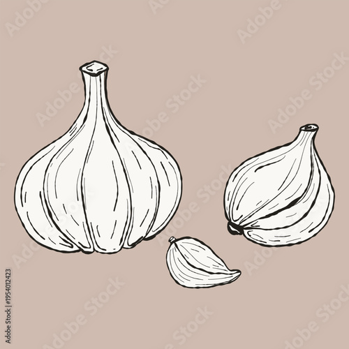 Hand-Drawn Garlic Illustration. Artisan Whole Bulb and Cloves Vector for Organic Seasoning Branding and Gourmet Culinary Graphics