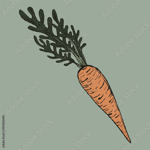 Vintage Hand-Drawn Carrot with Leaves Illustration. Artisan Root Vegetable Vector for Farm-to-Table Branding and Organic Garden Graphics