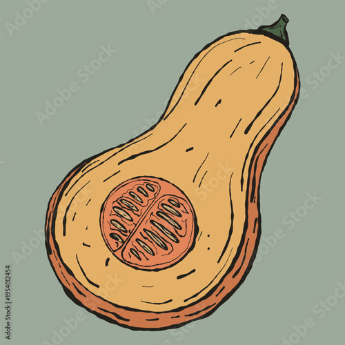 Rustic Hand-Drawn Butternut Squash Illustration. Artisan Half Sliced Pumpkin Vector for Autumn Seasonal Menus and Organic Harvest Branding