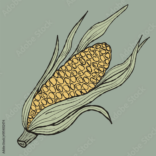 Artisan Hand-Drawn Corn on the Cob Illustration. Organic Maize Vegetable Vector for Summer BBQ Branding and Rustic Farmhouse Decor