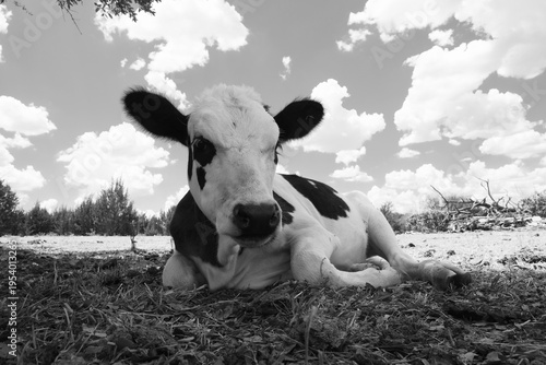 Young cow laying in dry field during drought on farm, clouds in sky background.