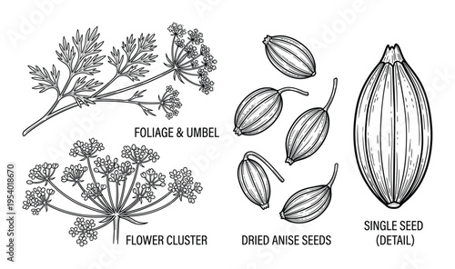 Anise plant botanical drawing with foliage, umbel, flower cluster and single seed detail illustration