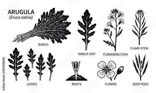 Arugula plant parts vector illustration, showing bunch, leaves, roots, flower, and seed pods