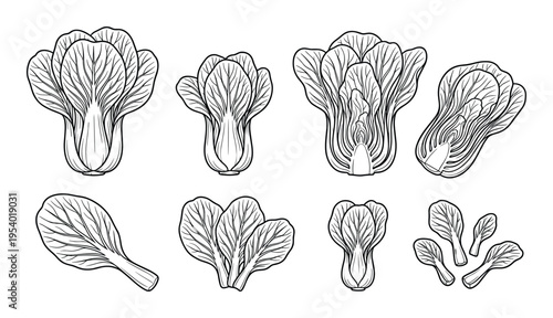 Bok Choy Collection Vector Illustration, Line Art Vegetable Isolated, Chinese Cabbage Drawing