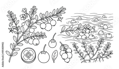 Cranberry plant illustration with berries, leaves, flowers and plants in water, botanical line art