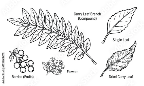 Curry Leaf Branch Illustration with Single Leaf, Berries, Flowers, and Dried Leaf.