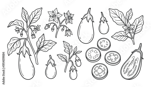 Eggplant plant vector illustration with flowers, whole and sliced eggplants in detailed line art