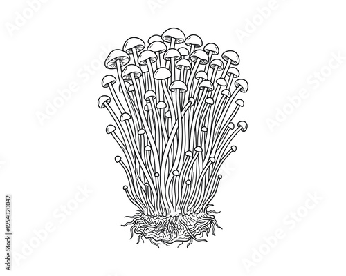 Enoki Mushrooms Cluster Vector Illustration, edible fungus with long, thin stems and small caps