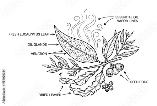 Eucalyptus plant detailed line art illustration with leaves, seed pods and essential oil vapor lines
