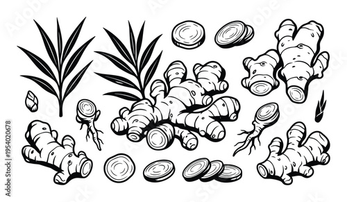 Ginger root vector illustration, whole and sliced ginger with leaves drawing
